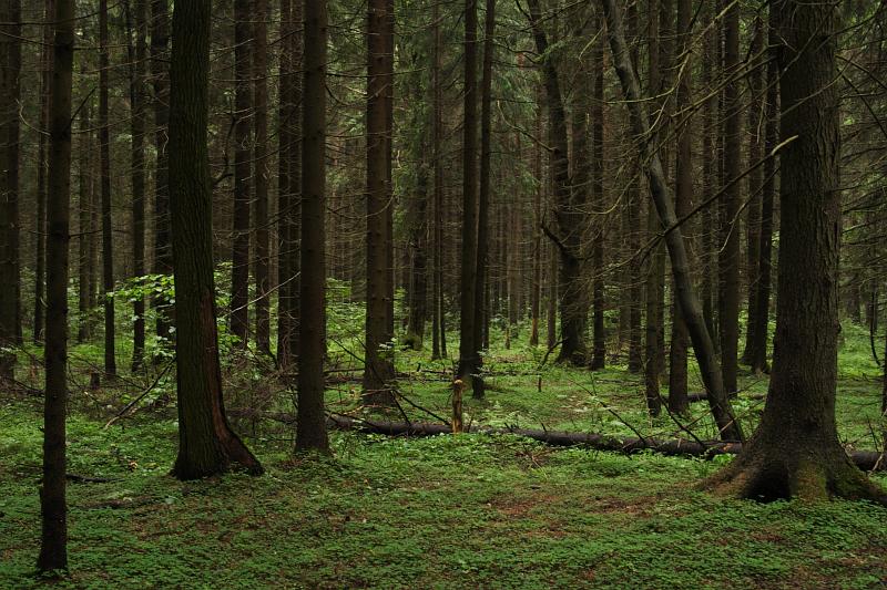  - Велопоход - лес   - Александр Хоменко, Фотограф - Alexander Khomenko 