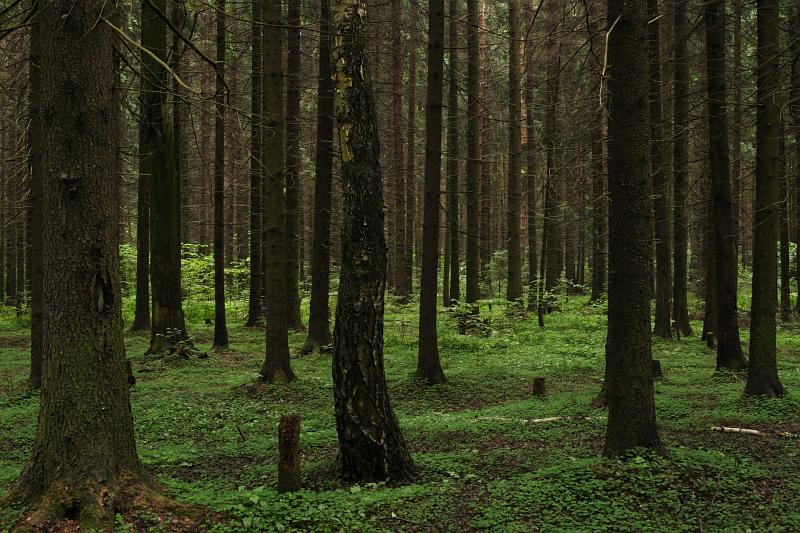  - Велопоход - лес   - Александр Хоменко, Фотограф - Alexander Khomenko 