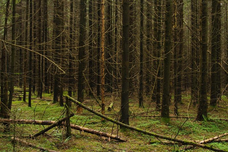  - Велопоход - лес   - Александр Хоменко, Фотограф - Alexander Khomenko 