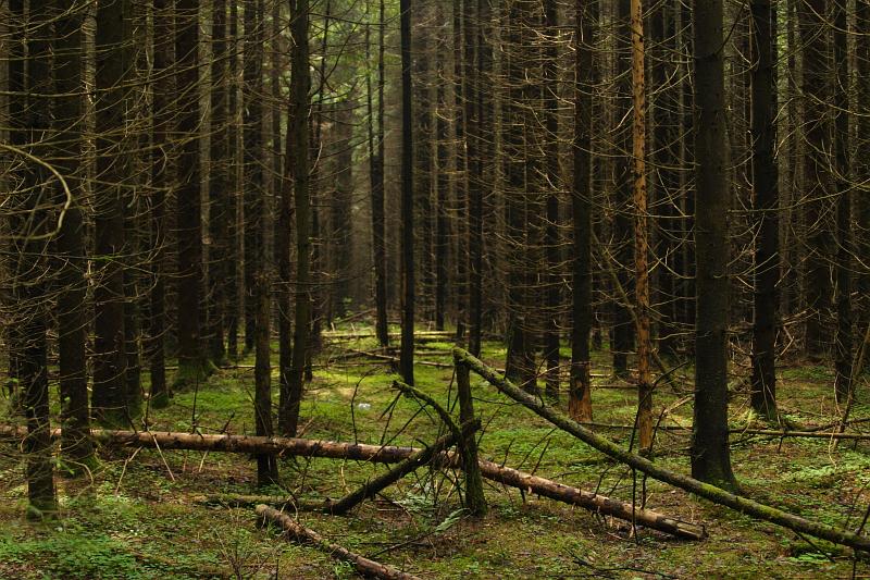  - Велопоход - лес   - Александр Хоменко, Фотограф - Alexander Khomenko 