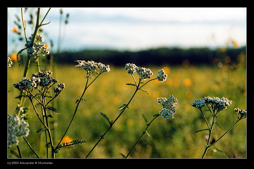  - Лето   - Александр Хоменко, Фотограф - Alexander Khomenko 