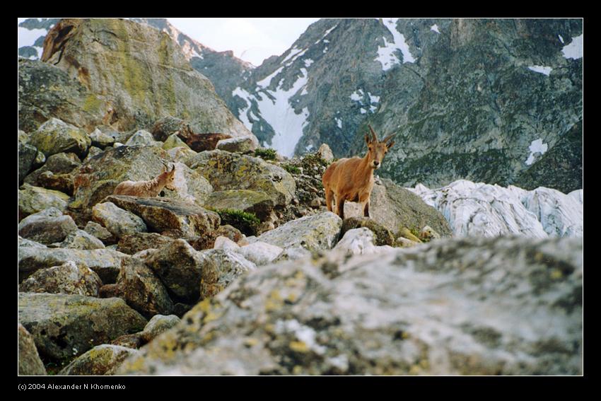  - Эльбрус - 2004   - Александр Хоменко, Фотограф - Alexander Khomenko 